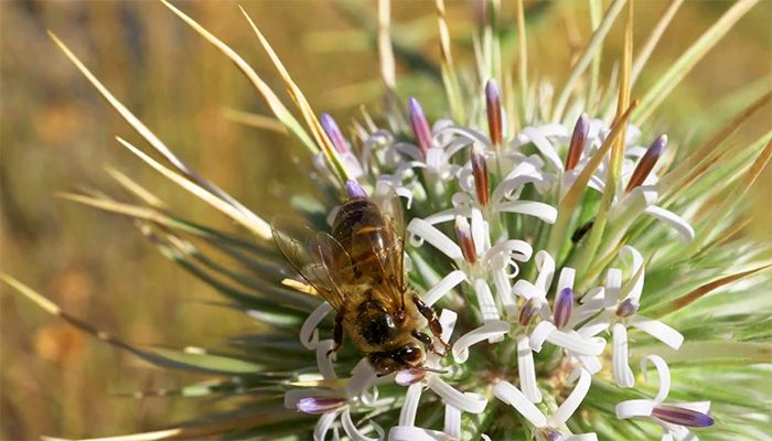 EN EL CAMINO DE LAS ABEJAS