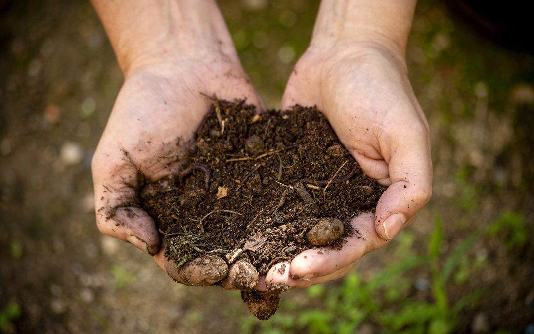 Curs d’horticultura: La fertilitat del sòl i el compostatge