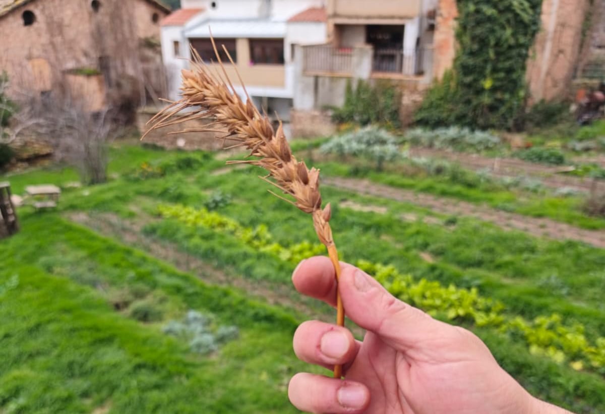 Una mà amb llavors